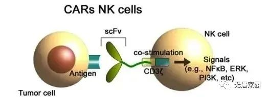 真的有效！NK细胞回输竟能治疗晚期肺癌，疗效势不可挡..