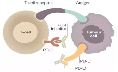 PD-1/PD-L1抑制剂