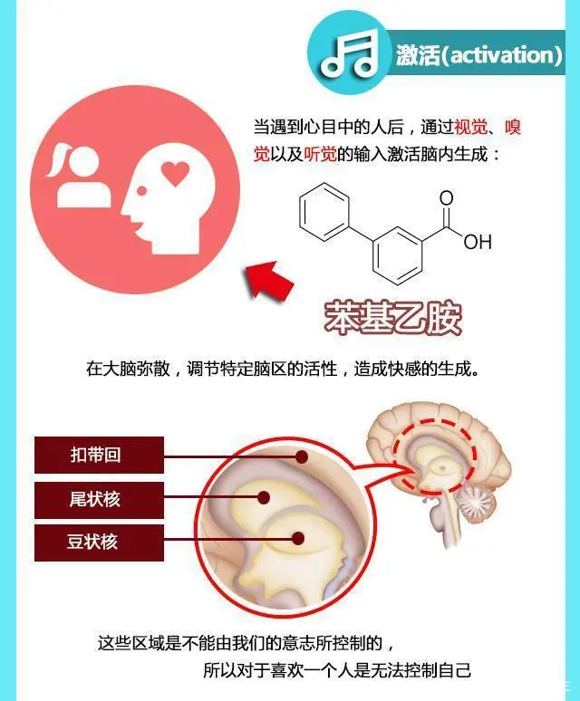 用医学分析爱情