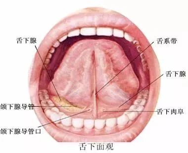 舌下面观