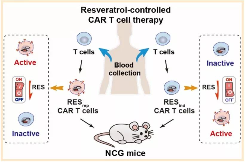 白藜芦醇调控系统在CAR-T肿瘤免疫治疗中的应用