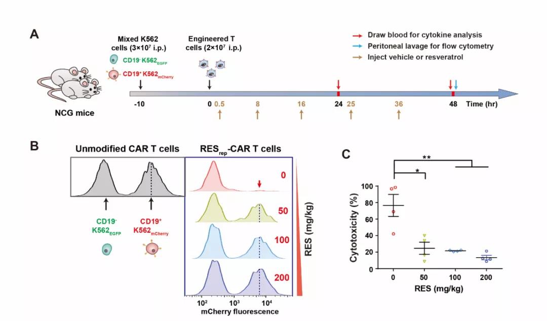 RESrep-CAR装置在小鼠体内调控T细胞功能的效果