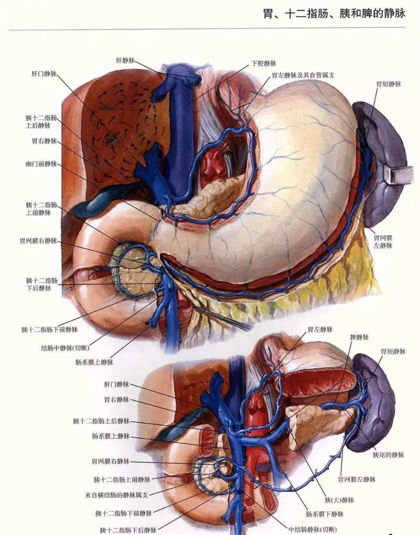 胃网膜左静脉图片