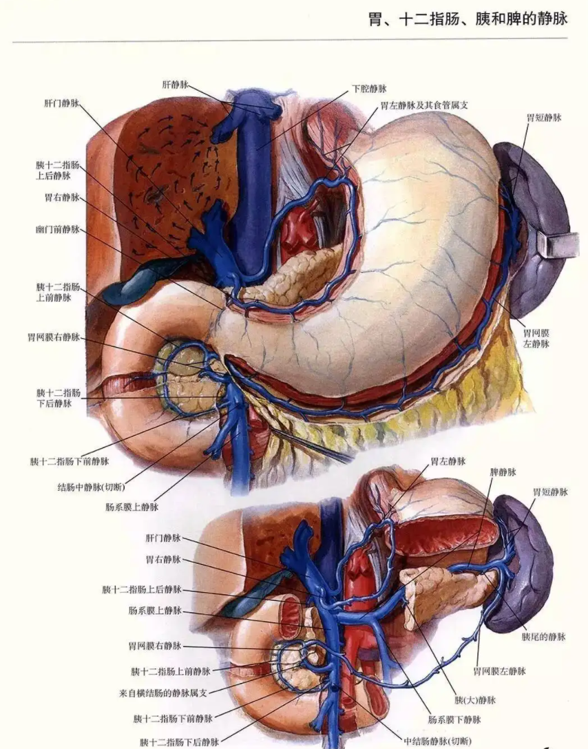脾静脉走行图图片