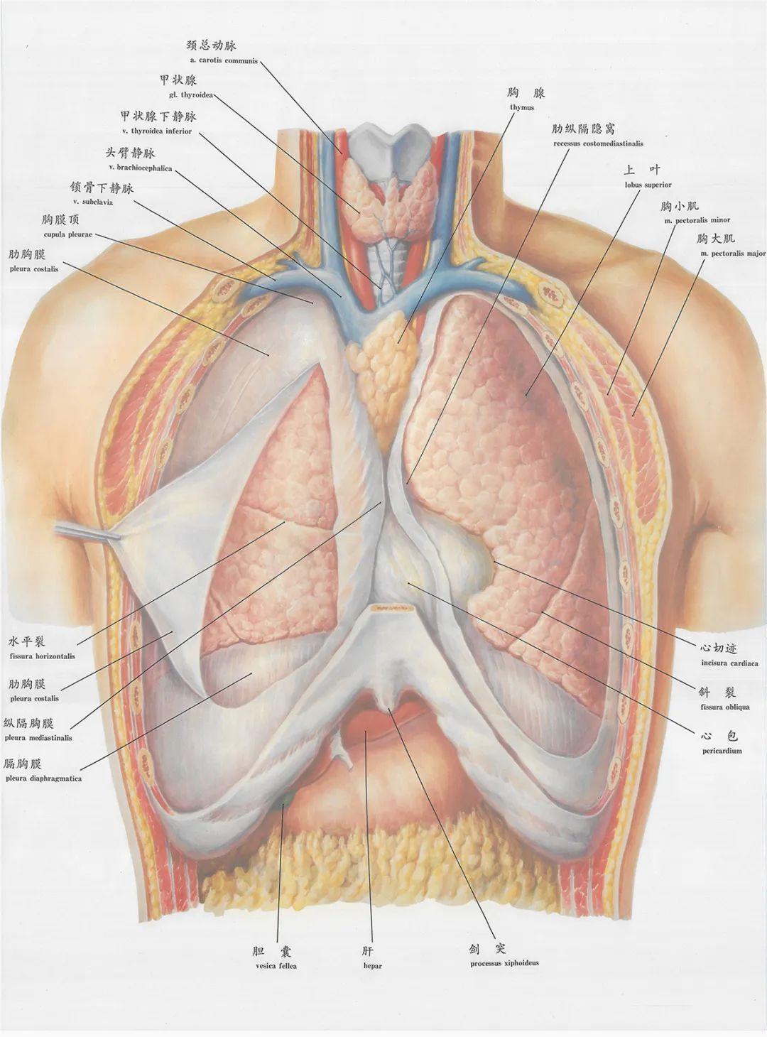 胸膜解剖图谱图片