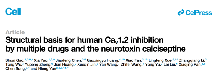 颜宁最新Cell论文：揭示药物调控钙离子通道Cav1.2的结构基础